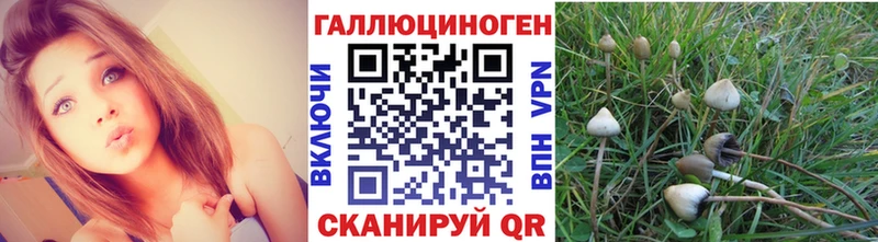где продают   Пудож  Псилоцибиновые грибы Psilocybine cubensis 
